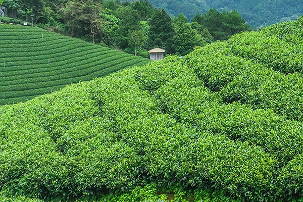 雅安茶园景观照片 600x400px