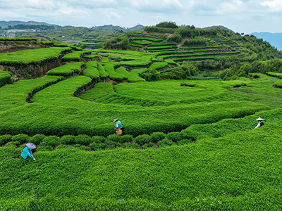 蒙顶山茶园风光照片 400x300px